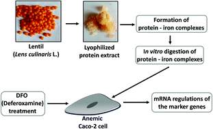 Graphical abstract: The development of lentil derived protein–iron complexes and their effects on iron deficiency anemia in vitro