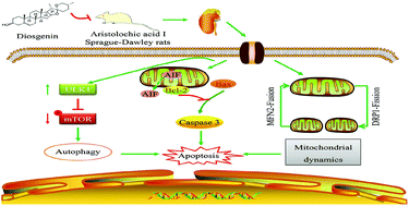 Graphical abstract: The renoprotective effect of diosgenin on aristolochic acid I-induced renal injury in rats: impact on apoptosis, mitochondrial dynamics and autophagy