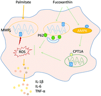 Graphical abstract: Fucoxanthin alleviates palmitate-induced inflammation in RAW 264.7 cells through improving lipid metabolism and attenuating mitochondrial dysfunction