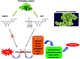 Graphical abstract: Chemical characterization and in vivo antioxidant activity of parsley (Petroselinum crispum) aqueous extract