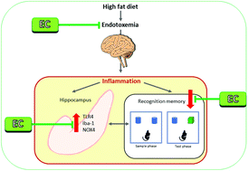 Graphical abstract: (−)-Epicatechin mitigates high fat diet-induced neuroinflammation and altered behavior in mice