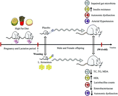 Graphical abstract: Oral administration of Lactobacillus fermentum post-weaning improves the lipid profile and autonomic dysfunction in rat offspring exposed to maternal dyslipidemia