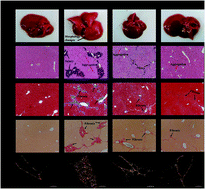 Graphical abstract: Preventive effect of ethanol extract from Chinese sumac fruits against tetrachloromethane-induced liver fibrosis in mice