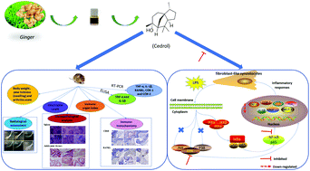 Graphical abstract: Cedrol attenuates collagen-induced arthritis in mice and modulates the inflammatory response in LPS-mediated fibroblast-like synoviocytes