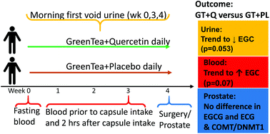 Graphical abstract: Prospective randomized trial evaluating blood and prostate tissue concentrations of green tea polyphenols and quercetin in men with prostate cancer