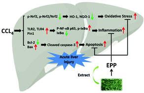 Graphical abstract: Polysaccharides from Enteromorpha prolifera protect against carbon tetrachloride-induced acute liver injury in mice via activation of Nrf2/HO-1 signaling, and suppression of oxidative stress, inflammation and apoptosis