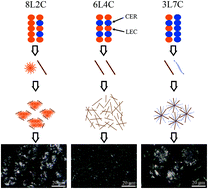 Graphical abstract: Assembly pattern of multicomponent supramolecular oleogel composed of ceramide and lecithin in sunflower oil: self-assembly or self-sorting?