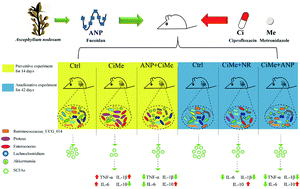 Graphical abstract: Fucoidan isolated from Ascophyllum nodosum alleviates gut microbiota dysbiosis and colonic inflammation in antibiotic-treated mice