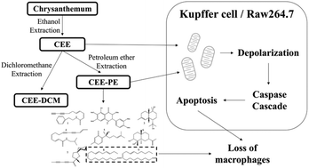 Graphical abstract: Chrysanthemum ethanol extract induced loss of Kupffer cells via the mitochondria-dependent apoptotic pathway