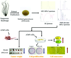 Graphical abstract: Sulfated galactofucan from Sargassum thunbergii induces senescence in human lung cancer A549 cells