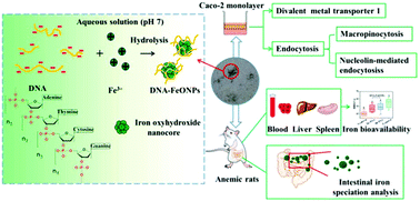 Graphical abstract: Stabilization and delivery of bioavailable nanosized iron by fish sperm DNA