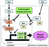 Graphical abstract: 4-Hydroxyderricin and xanthoangelol isolated from Angelica keiskei prevent dexamethasone-induced muscle loss