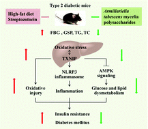 Graphical abstract: Polysaccharides from Armillariella tabescens mycelia ameliorate insulin resistance in type 2 diabetic mice