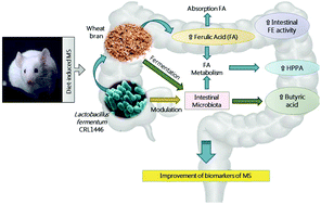 Graphical abstract: Oral administration of Lactobacillus fermentum CRL1446 improves biomarkers of metabolic syndrome in mice fed a high-fat diet supplemented with wheat bran