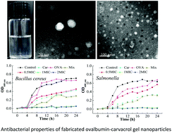 Graphical abstract: Physicochemical and antibacterial properties of fabricated ovalbumin–carvacrol gel nanoparticles