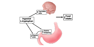 Graphical abstract: Effects of intragastric tryptophan on acute changes in the plasma tryptophan/large neutral amino acids ratio and relationship with subsequent energy intake in lean and obese men