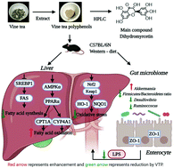 Graphical abstract: Ameliorative effects and molecular mechanisms of vine tea on western diet-induced NAFLD