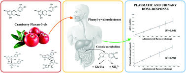 Graphical abstract: Kinetic profile and urinary excretion of phenyl-γ-valerolactones upon consumption of cranberry: a dose–response relationship