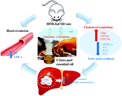 Graphical abstract: Dietary citrus peel essential oil ameliorates hypercholesterolemia and hepatic steatosis by modulating lipid and cholesterol homeostasis