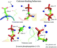 Graphical abstract: Deciphering calcium-binding behaviors of casein phosphopeptides by experimental approaches and molecular simulation
