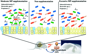 Graphical abstract: Milk phospholipid supplementation mediates colonization resistance of mice against Salmonella infection in association with modification of gut microbiota