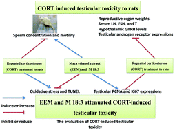 Graphical abstract: N-(3-Methozybenzyl)-(9Z,12Z,15Z)-octadecatrienamide from maca (Lepidium meyenii Walp.) ameliorates corticosterone-induced testicular toxicity in rats