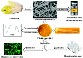 Graphical abstract: Antibacterial potential of a novel Lactobacillus casei strain isolated from Chinese northeast sauerkraut and the antibiofilm activity of its exopolysaccharides