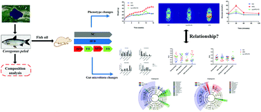 Graphical abstract: Fish oil extracted from Coregonus peled improves obese phenotype and changes gut microbiota in a high-fat diet-induced mouse model of recurrent obesity