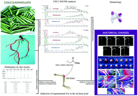 Graphical abstract: Cissus quadrangularis (veldt grape) attenuates disease progression and anatomical changes in mono sodium iodoacetate (MIA)-induced knee osteoarthritis in the rat model