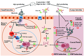 Graphical abstract: Lactobacillus casei-fermented blueberry pomace augments sIgA production in high-fat diet mice by improving intestinal microbiota