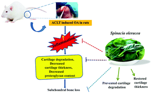 Graphical abstract: Inhibition of cartilage degeneration and subchondral bone deterioration by Spinacia oleracea in human mimic of ACLT-induced osteoarthritis