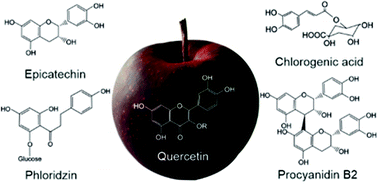 Graphical abstract: Phenolic composition of 91 Australian apple varieties: towards understanding their health attributes