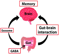 Graphical abstract: γ-Aminobutyric acid (GABA) activates neuronal cells by inducing the secretion of exosomes from intestinal cells