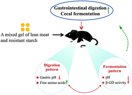 Graphical abstract: Gastrointestinal digestion and cecal fermentation of a mixed gel of lean pork meat and resistant starch in mice