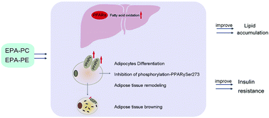 Graphical abstract: Exogenous natural EPA-enriched phosphatidylcholine and phosphatidylethanolamine ameliorate lipid accumulation and insulin resistance via activation of PPARα/γ in mice