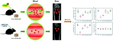 Graphical abstract: Herring egg phosphopeptides as calcium carriers for improving calcium absorption and bone microarchitecture in vivo