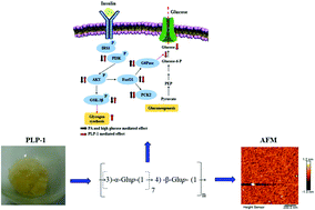 Graphical abstract: Structural characterization of a homopolysaccharide with hypoglycemic activity from the roots of Pueraria lobata