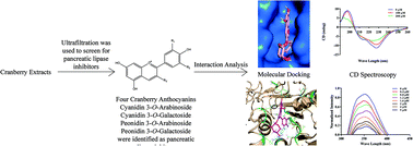 Graphical abstract: Discovery of anthocyanins from cranberry extract as pancreatic lipase inhibitors using a combined approach of ultrafiltration, molecular simulation and spectroscopy