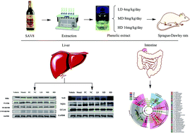 Graphical abstract: GC × GC-MS analysis and hypolipidemic effects of polyphenol extracts from Shanxi-aged vinegar in rats under a high fat diet