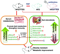 Graphical abstract: Fubrick tea attenuates high-fat diet induced fat deposition and metabolic disorder by regulating gut microbiota and caffeine metabolism