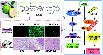 Graphical abstract: Guavinoside B from Psidium guajava alleviates acetaminophen-induced liver injury via regulating the Nrf2 and JNK signaling pathways