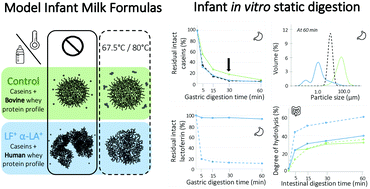 Graphical abstract: Modification of protein structures by altering the whey protein profile and heat treatment affects in vitro static digestion of model infant milk formulas