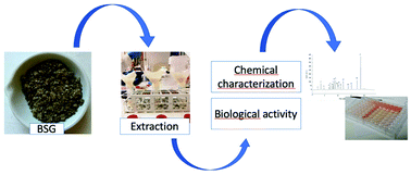Graphical abstract: Bioactive extracts from brewer's spent grain