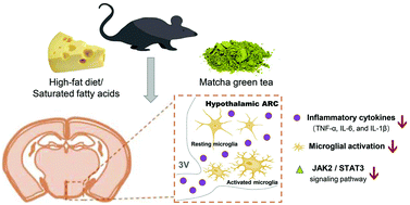 Graphical abstract: Matcha green tea prevents obesity-induced hypothalamic inflammation via suppressing the JAK2/STAT3 signaling pathway
