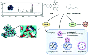 Graphical abstract: Malvidin-3-O-arabinoside ameliorates ethyl carbamate-induced oxidative damage by stimulating AMPK-mediated autophagy