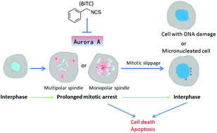 Graphical abstract: Suppression of multiple processes relevant to cancer progression by benzyl isothiocyanate may result from the inhibition of Aurora A kinase activity