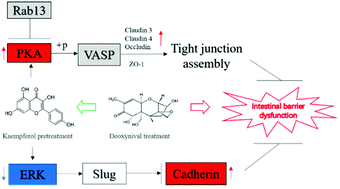 Graphical abstract: A proteomic study on the protective effect of kaempferol pretreatment against deoxynivalenol-induced intestinal barrier dysfunction in a Caco-2 cell model