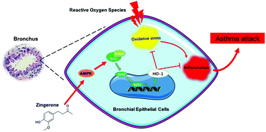 Graphical abstract: The protective role of Zingerone in a murine asthma model via activation of the AMPK/Nrf2/HO-1 pathway