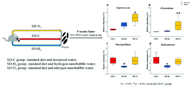 Graphical abstract: Metagenomic insights into the effects of nanobubble water on the composition of gut microbiota in mice