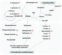 Graphical abstract: Maternal serine supply from late pregnancy to lactation improves offspring performance through modulation of metabolic pathways